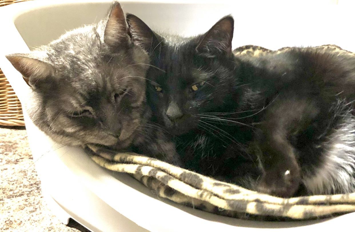 Mocha and Blinky